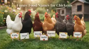 Funny Food Names for Chickens