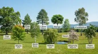 types of trees with names