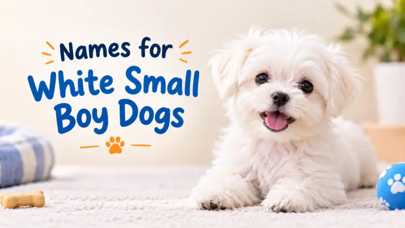 Names for White Small Boy Dogs